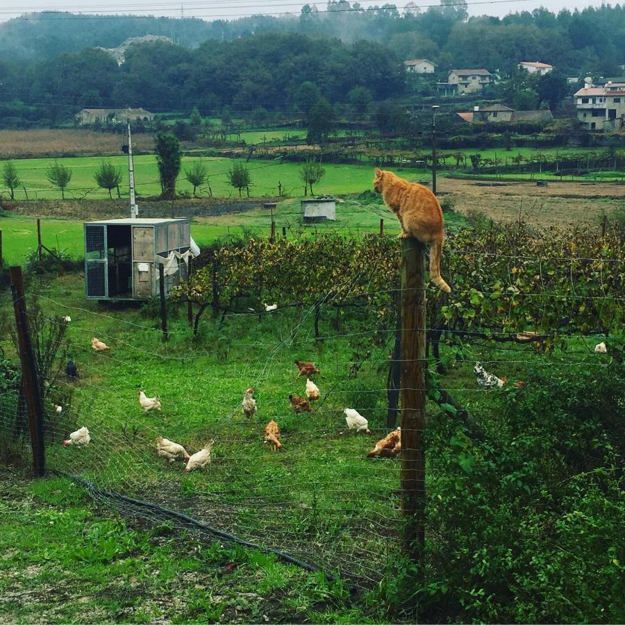 Willa Quinta Do Pinheiro Guimarães Zewnętrze zdjęcie